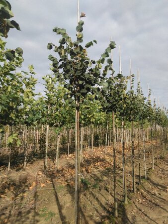Tilia cordata 'Roelvo' 12-14 Hoogstam wortelgoed 2 X verplant - afbeelding 1