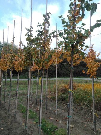Tilia cordata 'Winter Orange' 6-8 Hoogstam wortelgoed - afbeelding 2