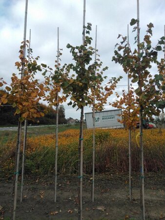 Tilia cordata 'Winter Orange' 8-10 Hoogstam wortelgoed