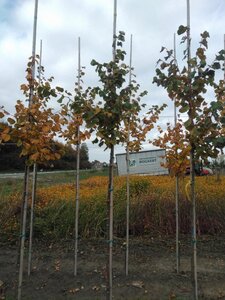 Tilia cordata 'Winter Orange' 8-10 Hoogstam wortelgoed