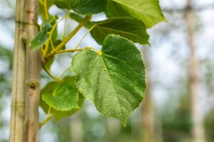 Tilia europaea 'Euchlora' 10-12 Hoogstam draadkluit - afbeelding 4