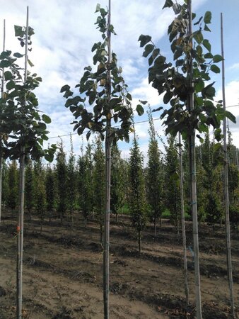 Tilia europaea 'Euchlora' 8-10 Hoogstam wortelgoed - afbeelding 7