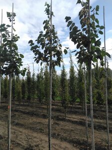 Tilia europaea 'Euchlora' 8-10 Hoogstam wortelgoed - afbeelding 7