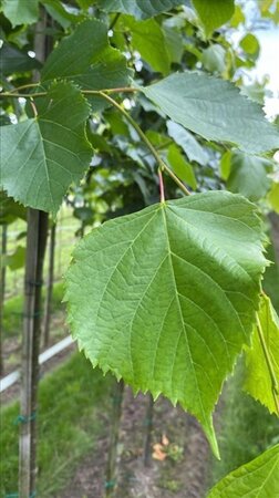 Tilia europaea 'Pallida' 12-14 Hoogstam draadkluit 2 X verplant - afbeelding 2