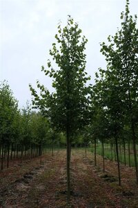 Tilia europaea 'Pallida' 16-18 Hoogstam draadkluit 3 X verplant