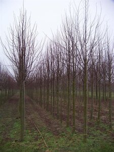 Tilia europaea 'Pallida' 18-20 Hoogstam draadkluit 3 X verplant