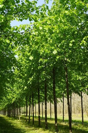 Tilia europaea 'Pallida' 40-45 Hoogstam draadkluit 4 X verplant