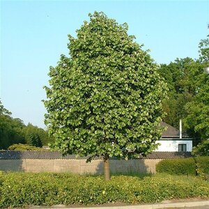 Tilia tomentosa 'Brabant' 10-12 Hoogstam wortelgoed