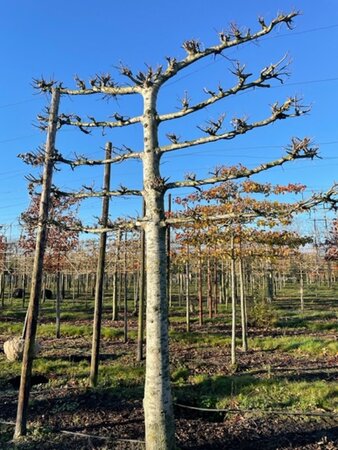 Tilia tomentosa 'Brabant' 55-60 Hoogstam draadkluit leiboom 5 etages