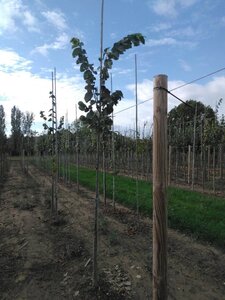 Tilia tomentosa 'Brabant' 6-8 Hoogstam wortelgoed