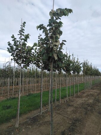 Tilia tomentosa 'Brabant' 8-10 Hoogstam wortelgoed - afbeelding 1