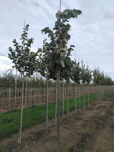 Tilia tomentosa 'Brabant' 8-10 Hoogstam wortelgoed