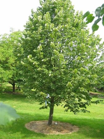 Tilia tomentosa 'Brabant' 8-10 Hoogstam wortelgoed - afbeelding 2