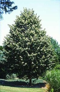 Tilia tomentosa 'Brabant' 8-10 Hoogstam wortelgoed - afbeelding 3