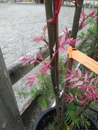 Toona sinensis 'Flamingo' 175-200 cm cont. 15L