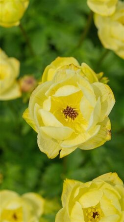 Trollius 'Cheddar' geen maat specificatie 0,55L/P9cm - afbeelding 3