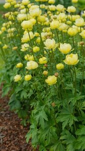 Trollius 'Cheddar' geen maat specificatie 0,55L/P9cm - afbeelding 4