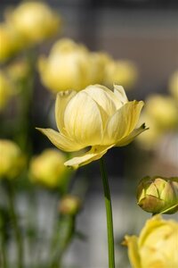 Trollius 'Cheddar' geen maat specificatie 0,55L/P9cm - afbeelding 2