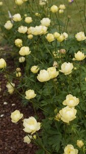Trollius 'Cheddar' geen maat specificatie 0,55L/P9cm - afbeelding 5