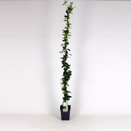Trachelospermum jasminoides 100-125 cm cont. 5,0L