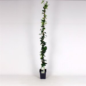 Trachelospermum jasminoides 100-125 cm cont. 5,0L