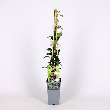 Trachelospermum j. 'Pink Showers'= 'Star of Sicily' ROZE 70 cm vierkant 2L - afbeelding 3