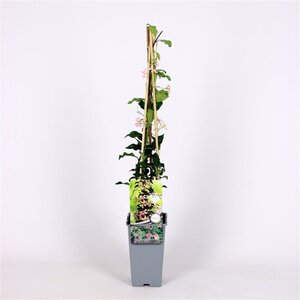 Trachelospermum j. 'Pink Showers'= 'Star of Sicily' ROZE 70 cm vierkant 2L - afbeelding 3