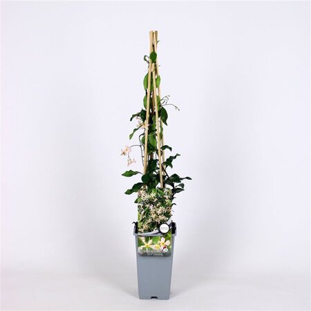 Trachelospermum j. 'Pink Showers'= 'Star of Sicily' ROZE 70 cm vierkant 2L - afbeelding 2
