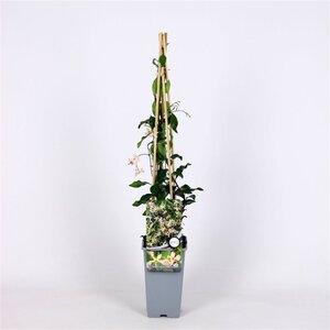 Trachelospermum j. 'Pink Showers'= 'Star of Sicily' ROZE 70 cm vierkant 2L - afbeelding 2