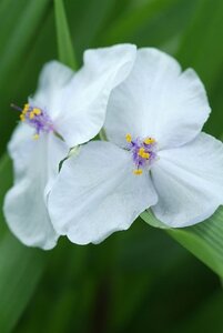 Tradescantia (A) 'Osprey' geen maat specificatie 0,55L/P9cm