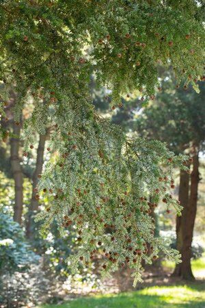 Tsuga canadensis 200-250 cm draadkluit - afbeelding 1