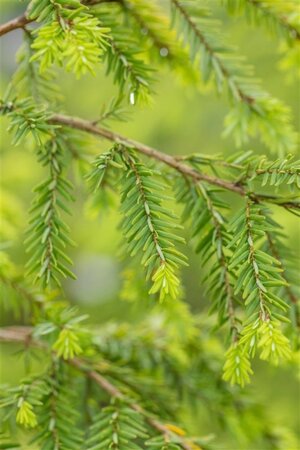 Tsuga canadensis 200-250 cm draadkluit - afbeelding 2