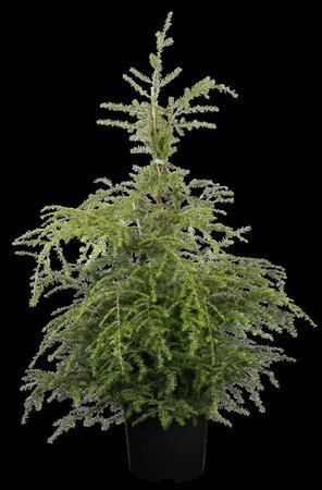 Tsuga canadensis 200-250 cm draadkluit - afbeelding 3