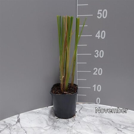 Typha angustifolia geen maat specificatie cont. 2,0L
