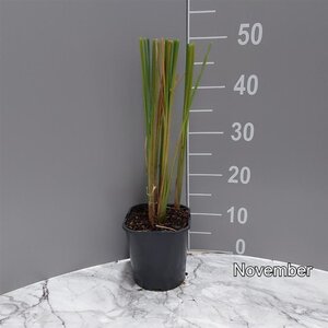 Typha angustifolia geen maat specificatie cont. 2,0L