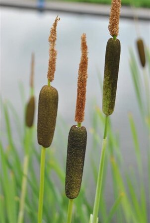 Typha gracilis geen maat specificatie cont. 2,0L