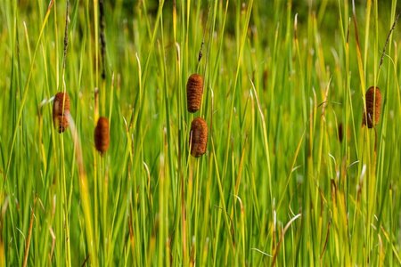Typha laxmannii geen maat specificatie cont. 2,0L