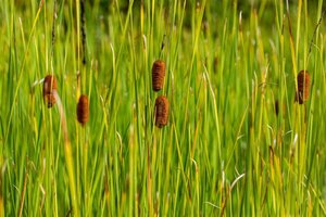 Typha laxmannii geen maat specificatie cont. 2,0L