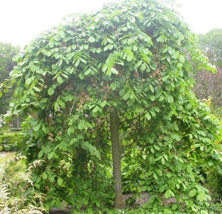 Ulmus 'Camperdownii' 8-10 Hoogstam wortelgoed