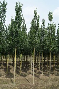 Ulmus 'Columella' 10-12 STA WRB