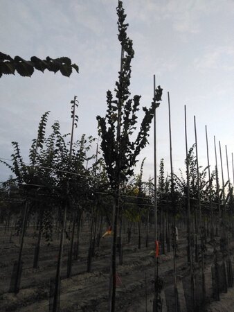 Ulmus 'Columella' 10-12 Hoogstam wortelgoed - afbeelding 1
