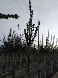 Ulmus 'Columella' 10-12 Hoogstam wortelgoed