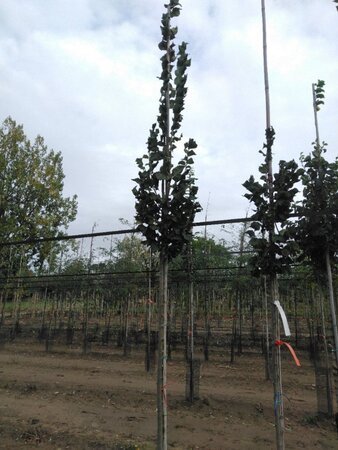 Ulmus 'Columella' 10-12 Hoogstam wortelgoed - afbeelding 2