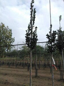 Ulmus 'Columella' 10-12 Hoogstam wortelgoed - afbeelding 2