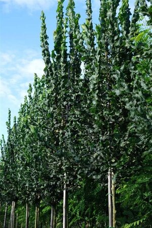 Ulmus 'Columella' 12-14 Hoogstam draadkluit 2 X verplant - afbeelding 1