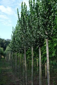 Ulmus 'Columella' 12-14 Hoogstam draadkluit 2 X verplant - afbeelding 2