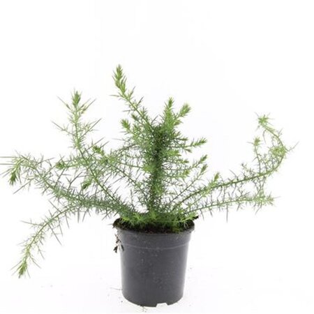 Ulex europaeus geen maat specificatie cont. 1,5L - afbeelding 1