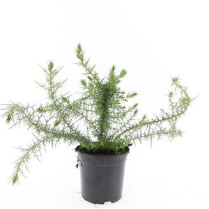 Ulex europaeus geen maat specificatie cont. 1,5L