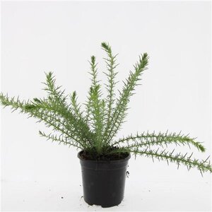 Ulex europaeus geen maat specificatie cont. 1,5L - afbeelding 2