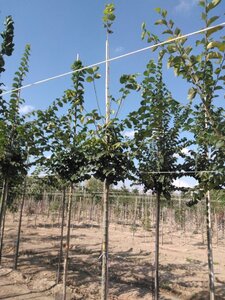 Ulmus glabra 12-14 Hoogstam wortelgoed 2 X verplant